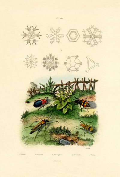 Nebria Beetle by French School